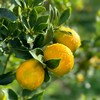 脆蜜金柑 云南高原核心产区 甜蜜炸弹 皮薄汁多 肉嫩化渣 商品缩略图3