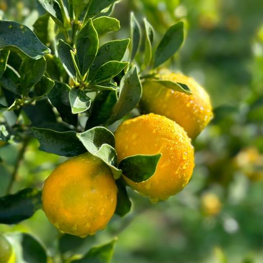 脆蜜金柑 云南高原核心产区 甜蜜炸弹 皮薄汁多 肉嫩化渣 商品图3