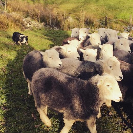 放牧人生：湖区故事（英）詹姆斯·里班克斯 著 商品图4