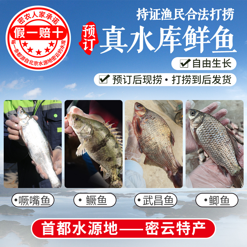 【2025 保真密云水库鱼 假一赔十】密云水库鲜鱼 密云水库鳜鱼 武昌鱼 鲫鱼 噘嘴鱼 不定时打捞