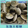 东海大蛤蜊 商品缩略图0
