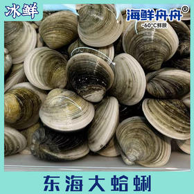 东海大蛤蜊
