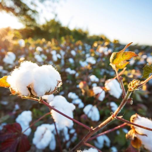 新疆棉花被【冬天备起来】 商品图1