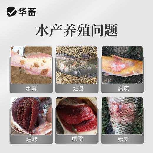 华畜硫醚沙星水产养殖水霉病鱼塘腐皮白毛出血烂尾烂身水霉净杀菌 商品图2
