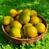 脆蜜金柑 云南高原核心产区 甜蜜炸弹 皮薄汁多 肉嫩化渣 商品缩略图0