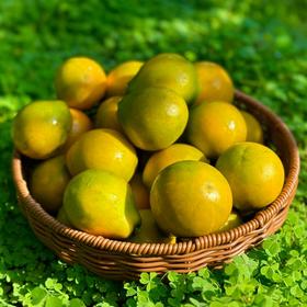 脆蜜金柑 云南高原核心产区 甜蜜炸弹 皮薄汁多 肉嫩化渣