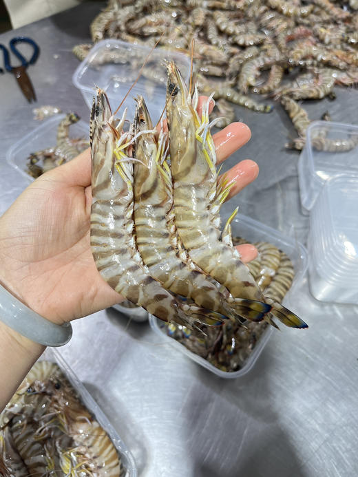 野生中号竹节虾 商品图9