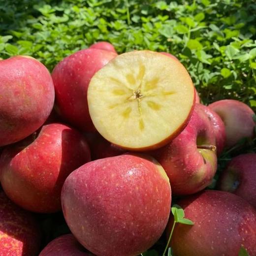 云南南诏冰糖心生态丑苹果 不套袋自然生长 果味浓郁 黄金酸甜比 汁多爽脆 商品图0