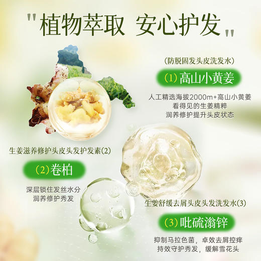 【积分兑换】新升级卓蓝雅生姜（2代）防脱固发洗发水8ml*10袋 商品图3