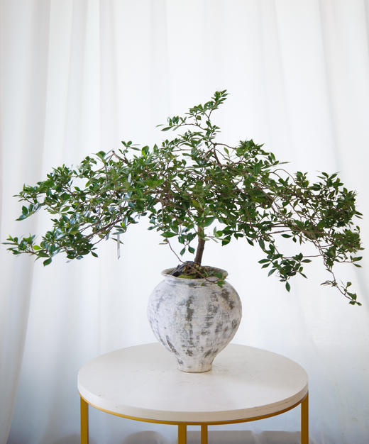 海岛栀子花 商品图0