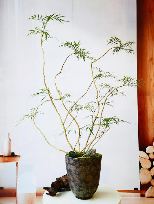 十大功劳 商品图0