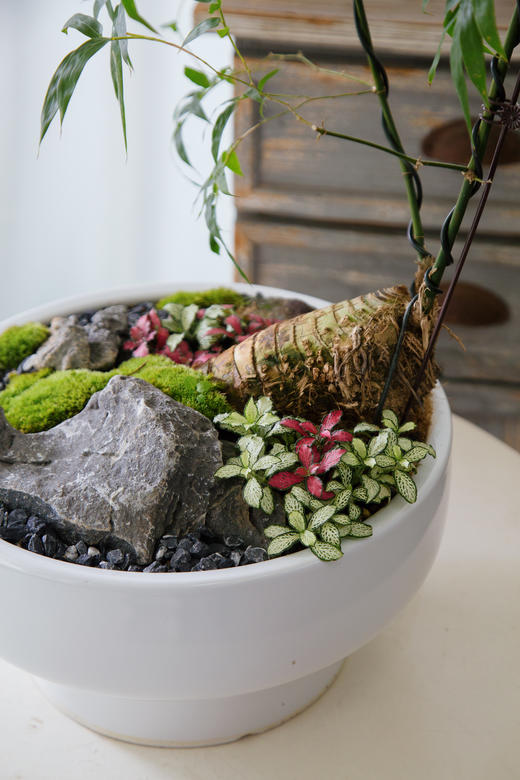 宝塔簕竹 商品图1