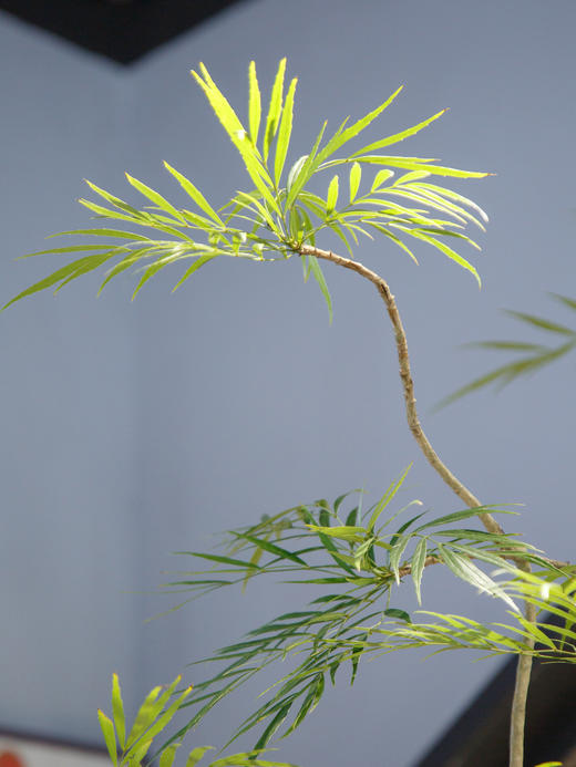 十大功劳 商品图2