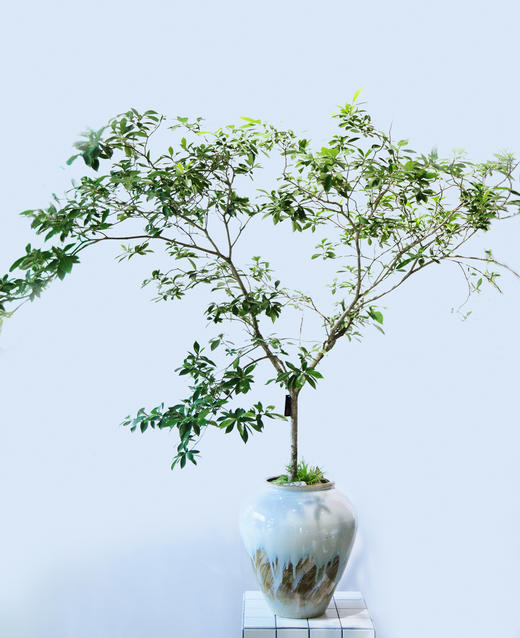 海岛栀子花 商品图0