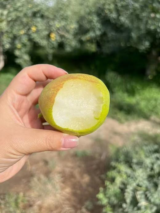 新疆库尔勒香梨 皮薄肉细 汁水丰盈 果肉甘甜酥脆 商品图7