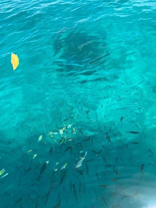 泰国普吉包船海钓皇帝岛一日游【朋友组团、家庭出游+浮潜+垂钓+现钓现做现吃免费加工+往返接送】 商品图3