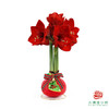 不用浇水的石蜡朱顶红种球！ 红花-圣诞氛围 商品缩略图0