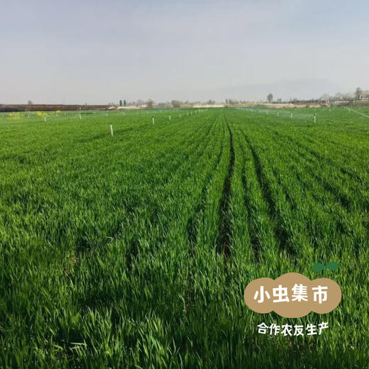 生态大麦茶 350g /袋 | 合作农友生产，产自陕西咸阳，生产者：大黑 ＆【公平贸易农人定价】 商品图8