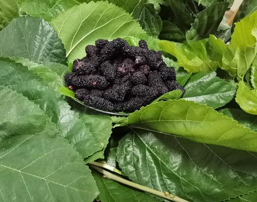 【桑园公社】冻干桑椹(50g/盒) 商品图3