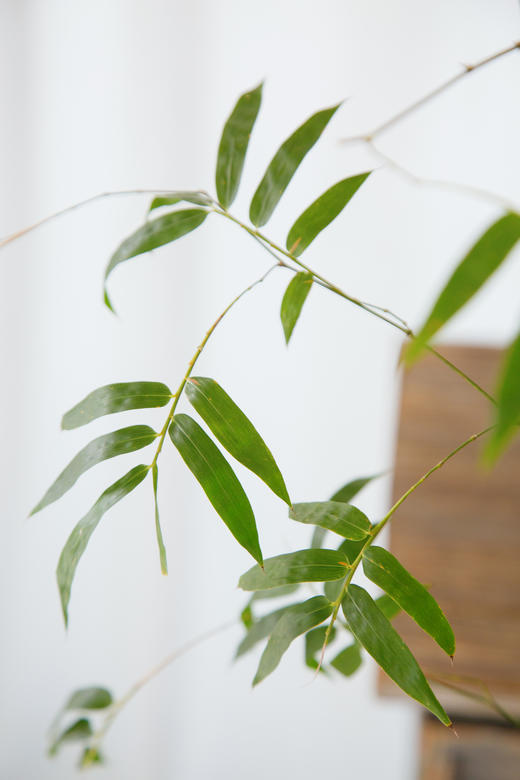 宝塔簕竹 商品图2