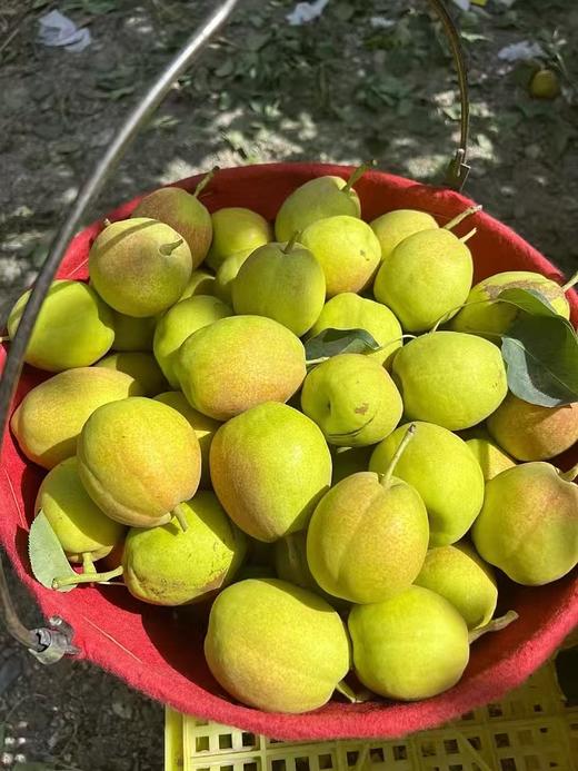 新疆库尔勒香梨 皮薄肉细 汁水丰盈 果肉甘甜酥脆 商品图6