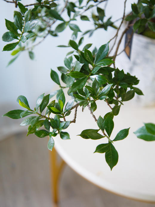 海岛栀子花 商品图1