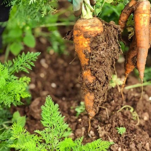 生态胡萝卜（云南，韵达） | 合作生产*Eco carrot | Partner Production 商品图3