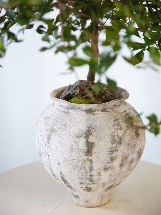 海岛栀子花 商品图2