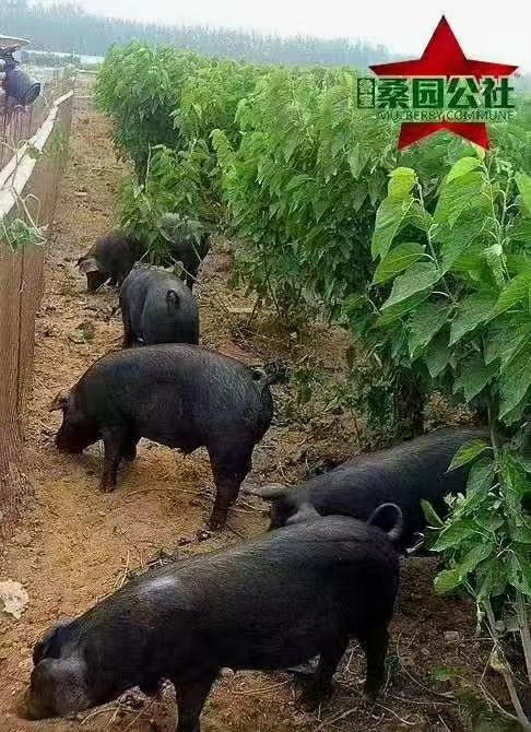 【桑园公社】 桑园好品大礼包 商品图2