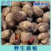 野生血蛤（活） 商品缩略图0