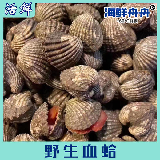 野生血蛤（活） 商品图0