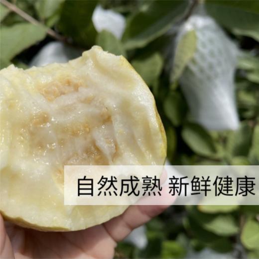 【脆吉吉】奶油白心芭乐 自然成熟 长在树上的奶油布丁 每一口都香甜软糯 商品图1