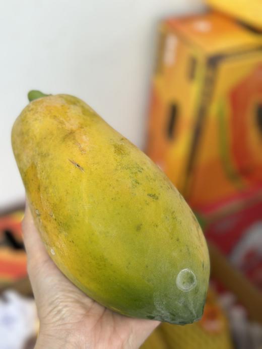 〔上海直发包邮01〕海南奶酪木瓜（树上熟） 商品图3