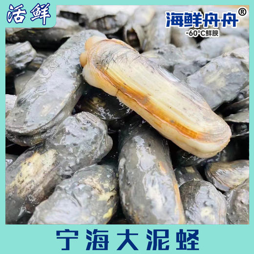 宁海大泥蛏【活鲜】 商品图0