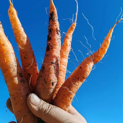 生态胡萝卜（云南，韵达） | 合作生产*Eco carrot | Partner Production 商品图2