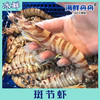 斑节虾 商品缩略图0
