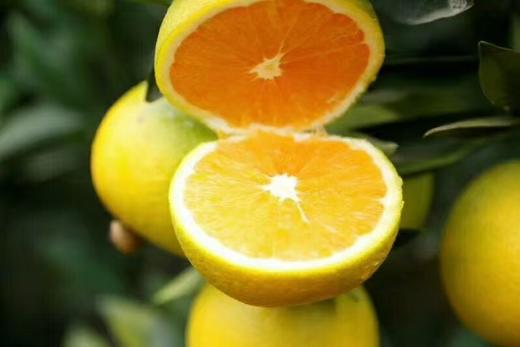 秭归橙 自然农法种植 宜昌道法自然福慧农场 商品图14