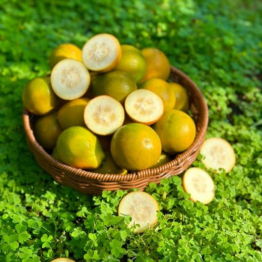 脆蜜金柑 云南高原核心产区 甜蜜炸弹 皮薄汁多 肉嫩化渣 商品图1