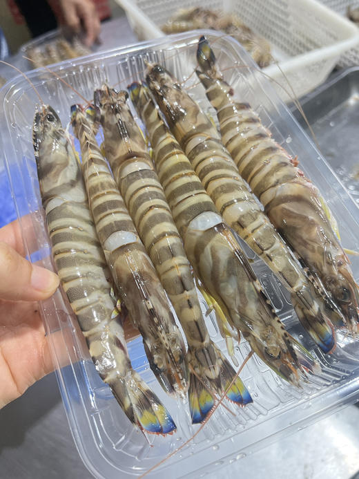 野生中号竹节虾 商品图4