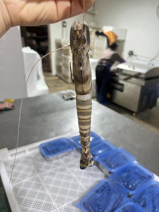 野生中号竹节虾 商品图5