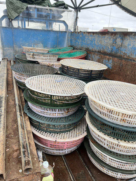 野生中号竹节虾 商品图3