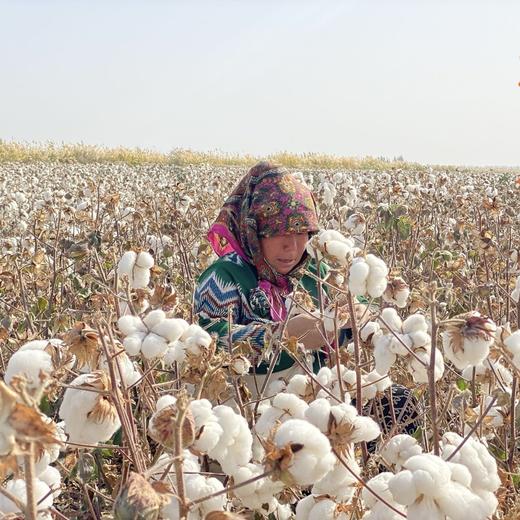 新疆棉花被【冬天备起来】 商品图5