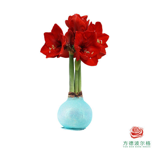 不用浇水的石蜡朱顶红种球！ 红花-闪耀湖泊 商品图0