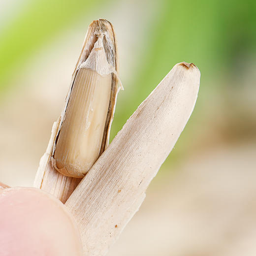 新疆阿克苏原味马牙瓜子 尖下巴牙签瓜子 马牙长白瓜子AWJM 商品图6