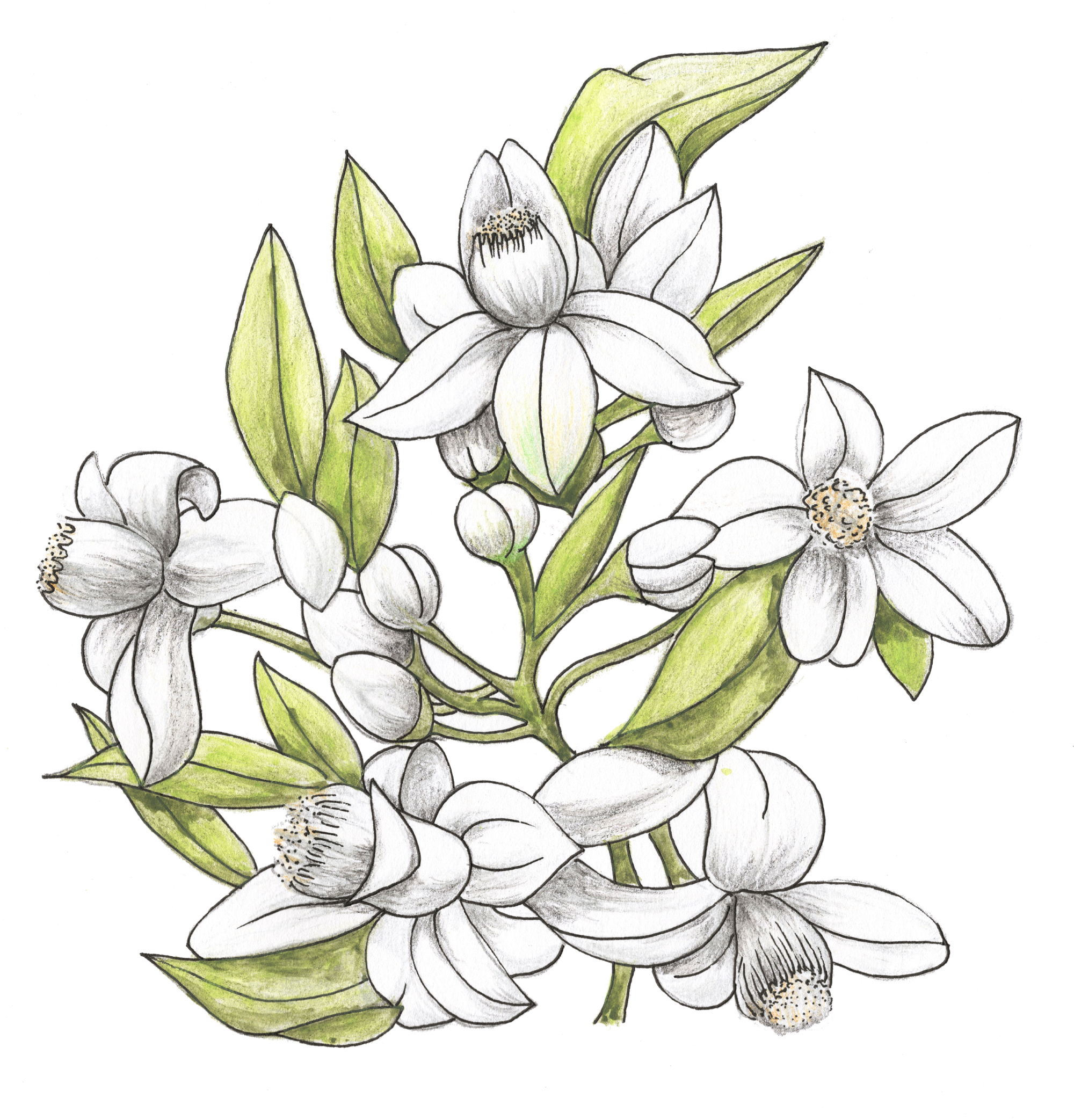 芳研社 | 精油咨询服务母性力量橙花香薰油