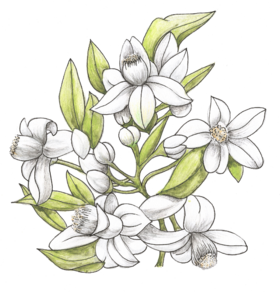 芳研社 | 精油咨询服务母性力量橙花香薰油