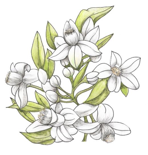 芳研社 | 精油咨询服务母性力量橙花香薰油 商品图0