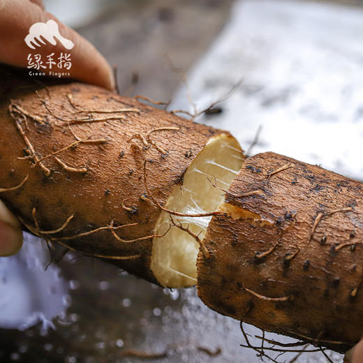 生态淮山药 | 绿家自产*Eco-yam | Self-production 商品图0