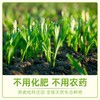 蒙北天然燕麦片（280克） 商品缩略图3