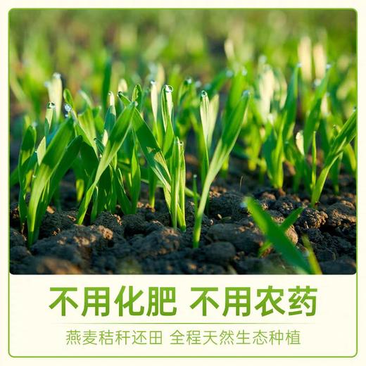 蒙北天然燕麦片（280克） 商品图3